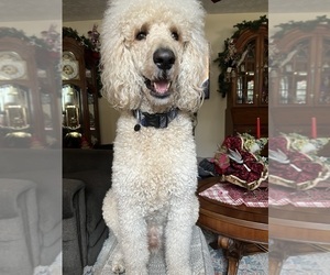 Father of the Bordoodle puppies born on 05/26/2026