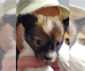 Papillon Puppy for sale in CAMPBELL, MO, USA