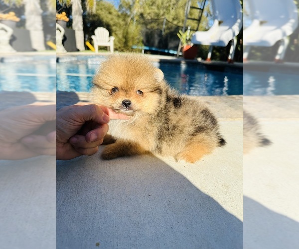 Medium Photo #4 Pomeranian Puppy For Sale in BEVERLY HILLS, CA, USA