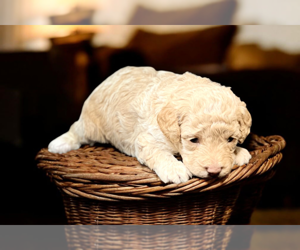 Medium Photo #4 Poodle (Miniature) Puppy For Sale in DUNDEE, OH, USA