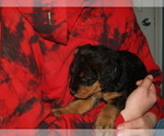 Small #6 Airedale Terrier