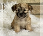 Small #6 Morkie