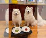 Small Photo #7 Samoyed Puppy For Sale in DALY CITY, CA, USA