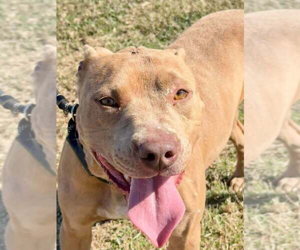 Medium Photo #6 Mutt Puppy For Sale in Abbeville, LA, USA