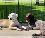 Small #2 Labrador Retriever Mix