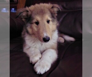 Collie Puppy for sale in CHARLOTTE, NC, USA