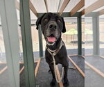 Small Photo #2 Boxer-Great Dane Mix Puppy For Sale in Palmetto, FL, USA