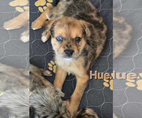 Medium Photo #2 Australian Shepherd-Unknown Mix Puppy For Sale in Royal Palm Beach, FL, USA