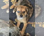 Small #1 Australian Shepherd Mix