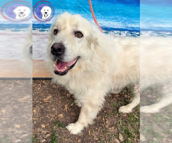 Medium Photo #4 Great Pyrenees Puppy For Sale in Spring, TX, USA