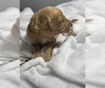 Small Photo #14 Goldendoodle Puppy For Sale in LAKELAND, FL, USA