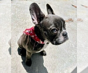 French Bulldog Puppy for sale in FERNANDINA BEACH, FL, USA