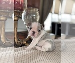 Puppy Milkshake French Bulldog