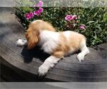 Small Photo #4 Cavalier King Charles Spaniel Puppy For Sale in ORO VALLEY, AZ, USA
