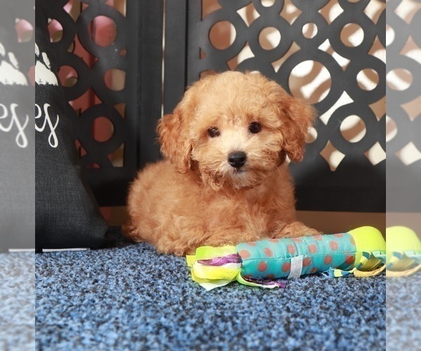 Medium Photo #4 ShihPoo Puppy For Sale in MOUNT VERNON, OH, USA