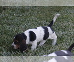 Small Photo #73 Basset Hound Puppy For Sale in MEMPHIS, MO, USA