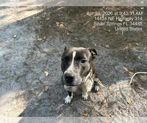 American Pit Bull Terrier Dogs for adoption in Ocala, FL, USA
