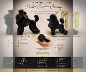 Poodle (Miniature) Puppy for sale in Ostroleka, Mazovia, Poland