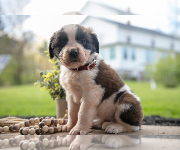 Medium Photo #2 Saint Bernard Puppy For Sale in WEST FARMINGTON, OH, USA