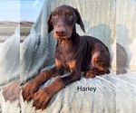 Puppy Harley Cocker Spaniel
