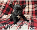 Puppy 3 French Bulldog