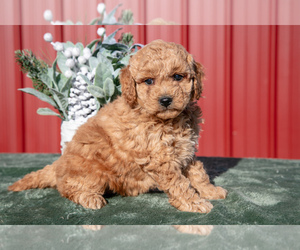 Medium Goldendoodle (Miniature)