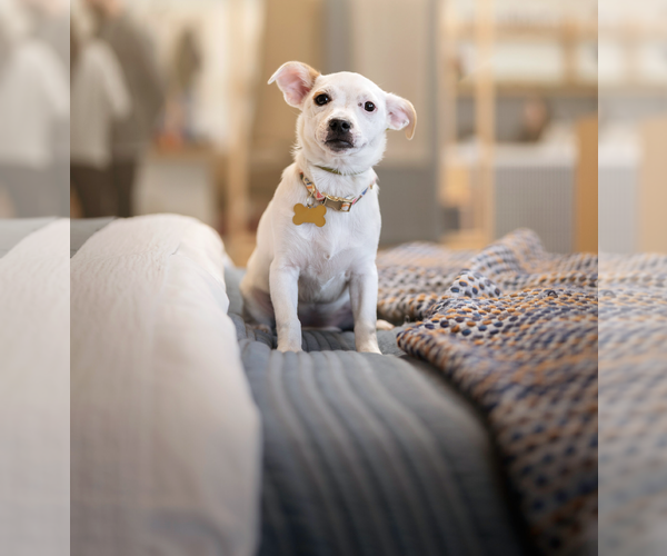 Medium Photo #2 Jack Russell Terrier-Unknown Mix Puppy For Sale in Marina Del Rey, CA, USA