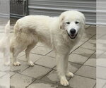 Small #1 Great Pyrenees