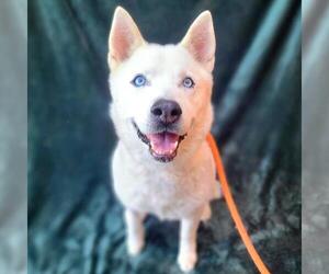 Siberian Husky Dogs for adoption in Long Beach, CA, USA