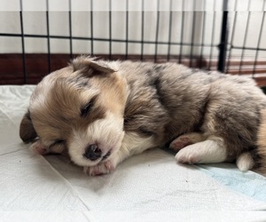 American Corgi Puppy for Sale in DENVER, Iowa USA