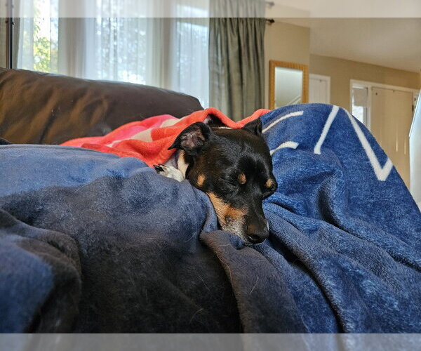 Medium Photo #12 Rat-Cha Puppy For Sale in Mundelein, IL, USA