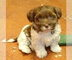 Small Photo #1 Havanese Puppy For Sale in WEST CONCORD, MN, USA
