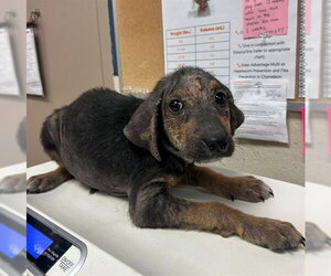German Shepherd Dog-Unknown Mix Dogs for adoption in Conroe, TX, USA