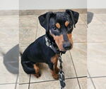 Small #1 Miniature Pinscher Mix