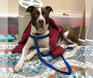 Mutt Dogs for adoption in Boston, MA, USA
