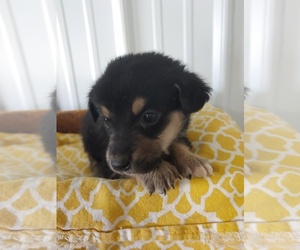 Aussie-Corgi Puppy for sale in CANON CITY, CO, USA