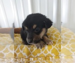 Small Photo #1 Aussie-Corgi Puppy For Sale in CANON CITY, CO, USA