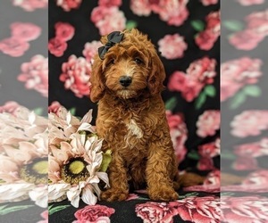 Goldendoodle (Miniature) Puppy for sale in GLEN ROCK, PA, USA