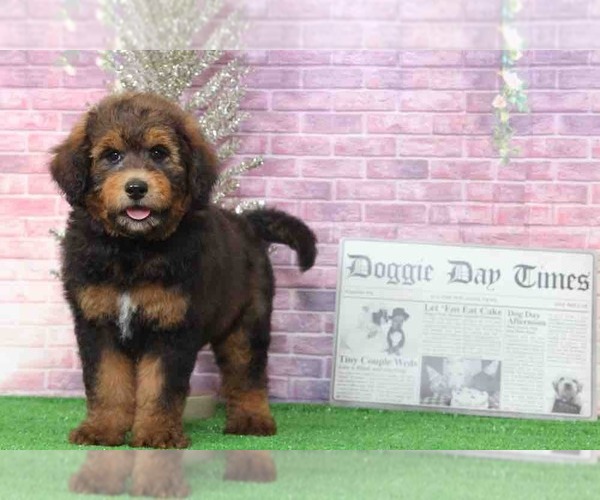 Medium Photo #3 Bernedoodle Puppy For Sale in BEL AIR, MD, USA