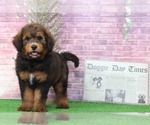 Small Photo #3 Bernedoodle Puppy For Sale in BEL AIR, MD, USA
