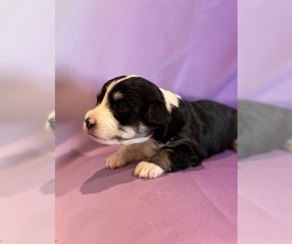 Medium Photo #17 Corgipoo Puppy For Sale in LONGMONT, CO, USA