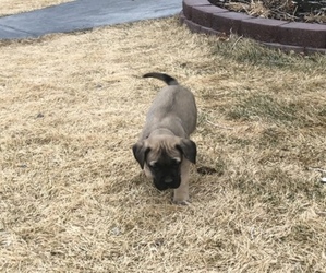 Mastiff Puppy for sale in FORT SHAW, MT, USA