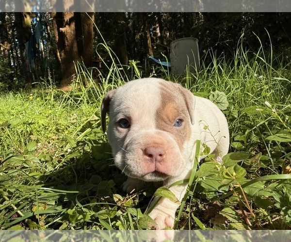Medium Photo #9 American Bully Puppy For Sale in PORTLAND, OR, USA