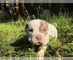 Small Photo #9 American Bully Puppy For Sale in PORTLAND, OR, USA