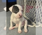 Small #3 American Pit Bull Terrier