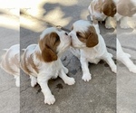Small Photo #2 Cavalier King Charles Spaniel Puppy For Sale in MONTECITO, CA, USA