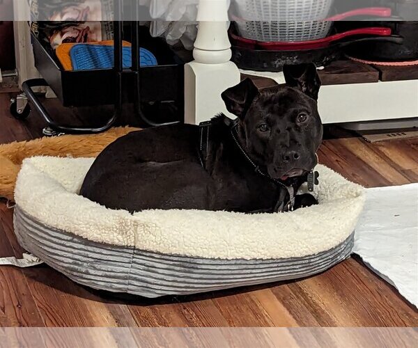 Medium Photo #3 Mutt Puppy For Sale in Holly Springs, NC, USA