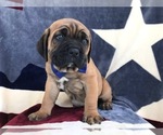 Small Photo #4 Cane Corso Puppy For Sale in LANCASTER, PA, USA