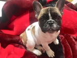 Small Photo #2 French Bulldog Puppy For Sale in PRESCOTT, AZ, USA