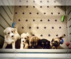 Goldendoodle (Miniature) Litter for sale in CAPE CORAL, FL, USA